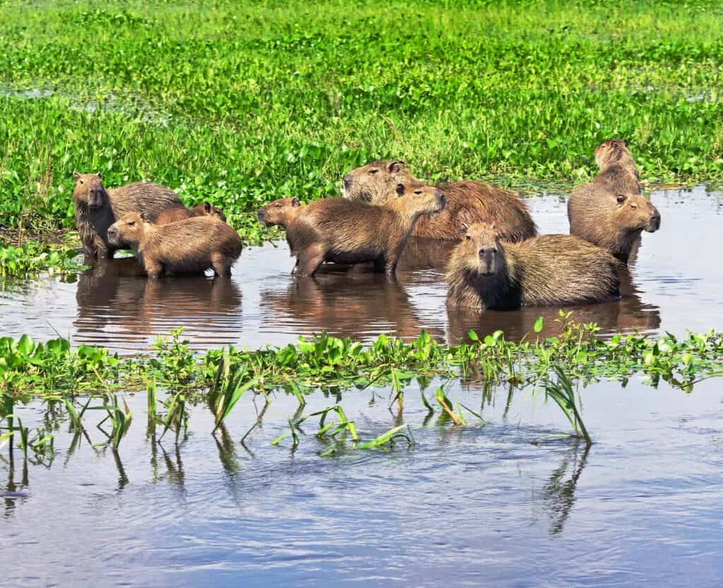 Orinoco Delta, Venezuela