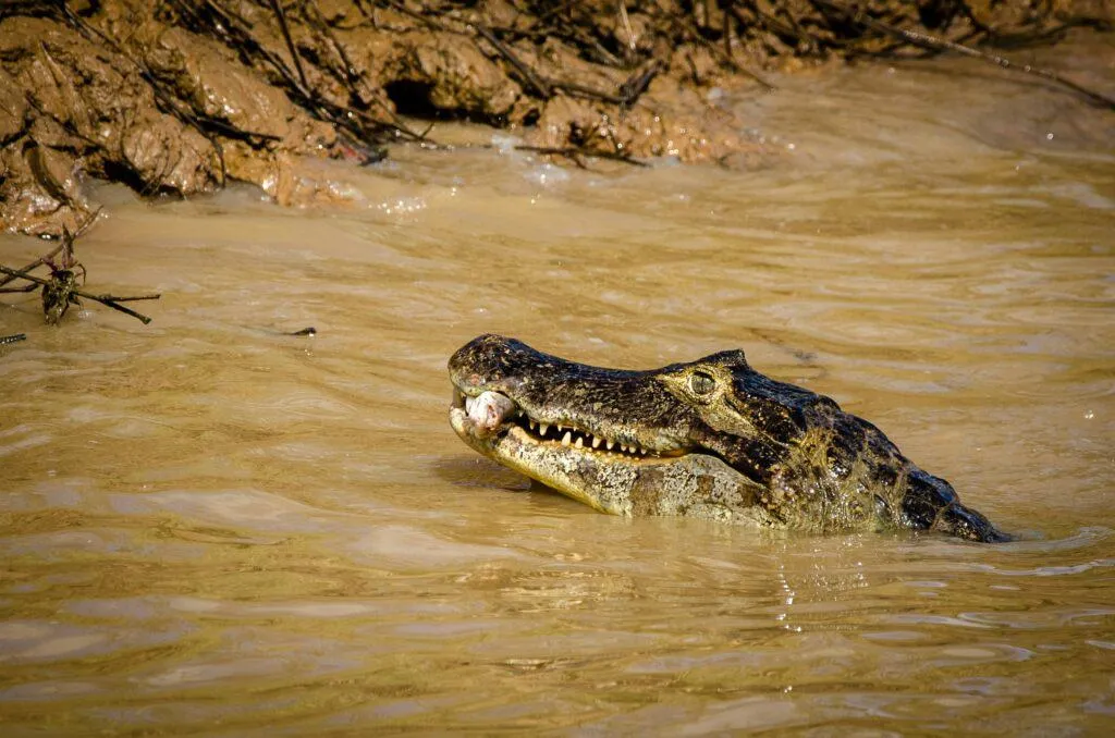 Luxury Travel Brazil | The Pantanal | Brazil