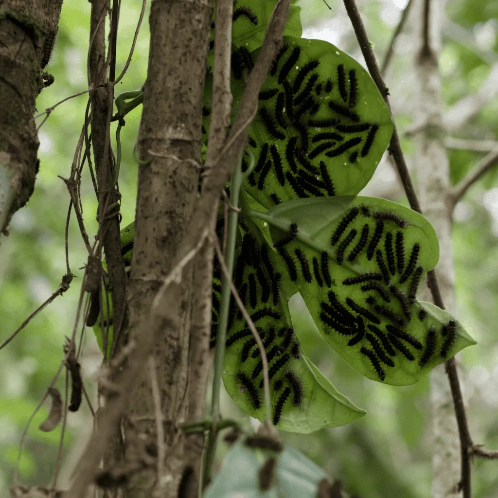 Leaves | Nomad Lodges | Plan South America
