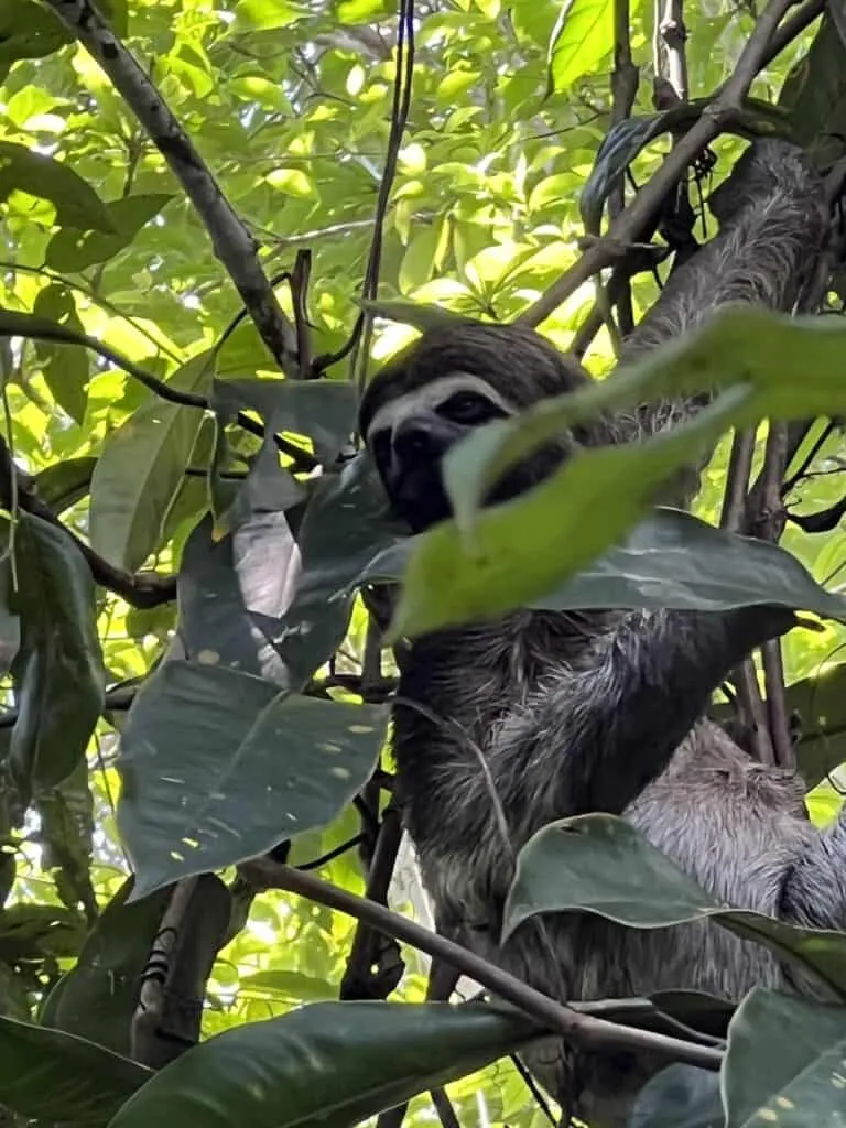 Sloth | Nomad Lodges | Plan South America