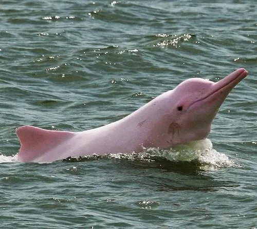 Pink River Dolphin | Amazon | South America