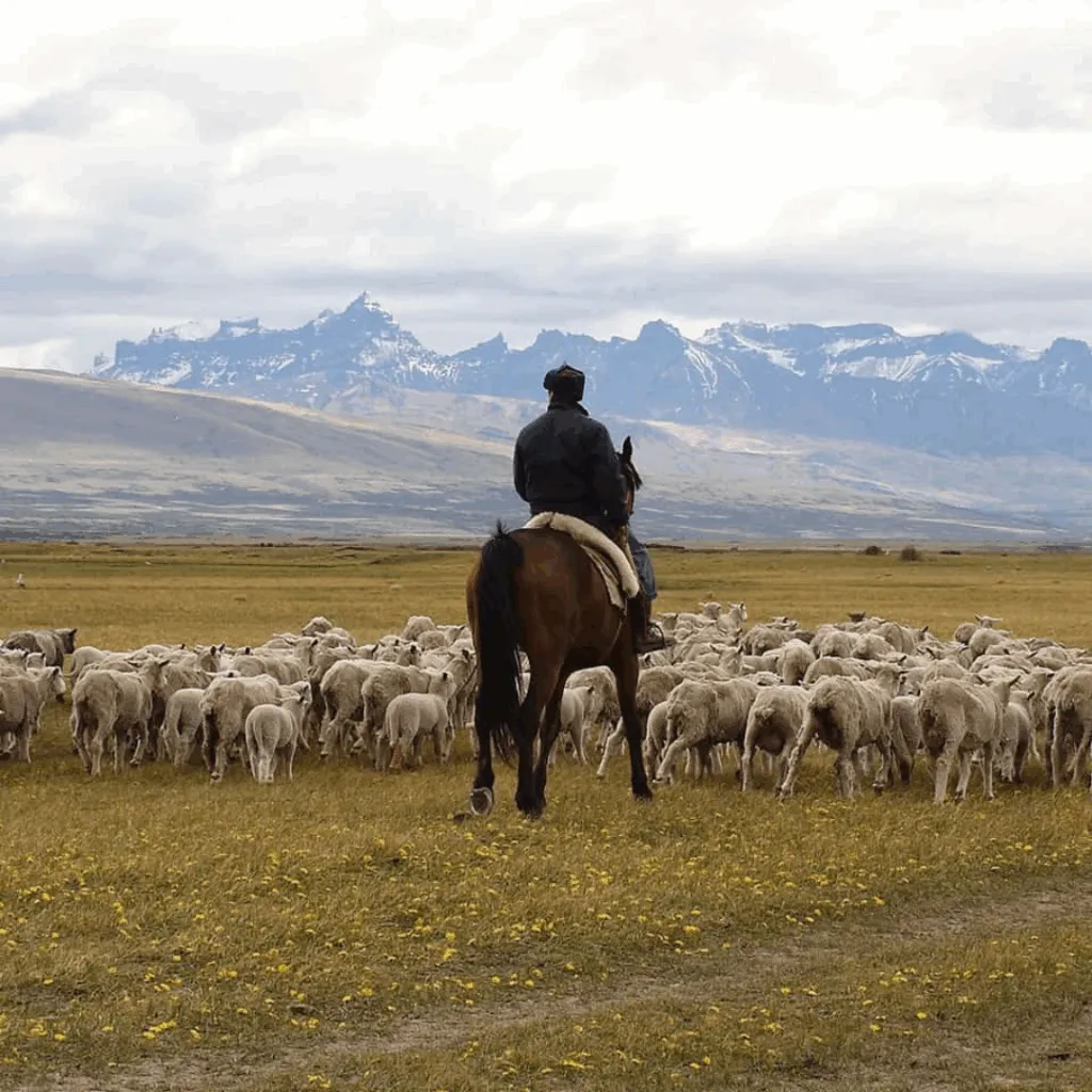Gaucho in Patagonia