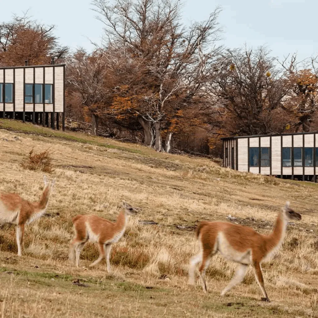 Guanacos, Awasi Patagonia